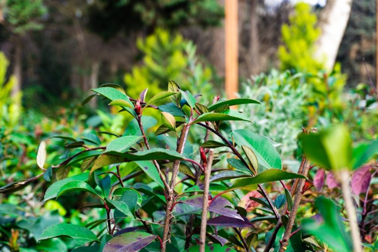 Traveling Green: Eco-Friendly Tips for the Conscious Explorer